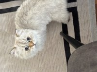 British Longhair ücretsiz yuva