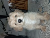 Maltipoo köpeğimiz sahiplendirilecektir