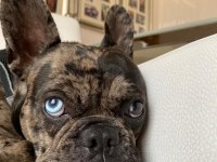 Erkek merle french bulldog 1.5 yaşında çipli