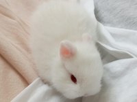 BEYAZ KÜÇÜK CÜCE TAVŞAN YAVRULARI (AZ BÜYÜYEN)
