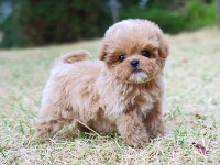 KORE GEN HATTI MALTİPOO BEBEKLERİM