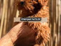 Red Toy Poodle
