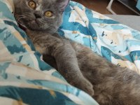 British shorthair kedimiz eşyaları ile sahiplendirilecektir