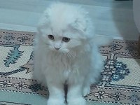 Scottish fold yavru