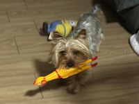 Uyguna köpeğimiz aşı masrafına verilecek