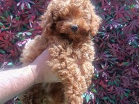 Ev ortamında toy poodle yavrular