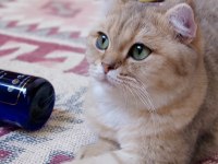 Scottish fold golden