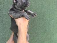 ÜST KALİTE BLUE FRENCH BEBEKLER
