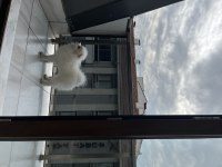 Erkek beyaz pomeranian