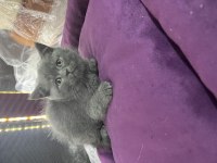 British Shorthair Scottish Fold yavrular