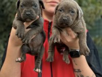 Cane Corso Kalite Yavrular Ailelerinş Bekliyor