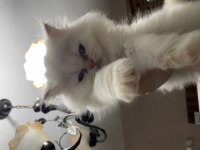 3 Aylık yavrularımızı sahiplendiriyoruz persian