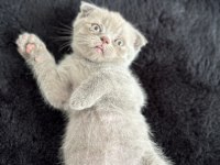 SAFKAN SCOTTİSH FOLD KEDİSİ YAVRUSU
