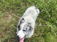 Dünyanın en zeki köpeği olan border collie