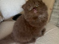 Chocolate Scottish Fold Kediler