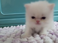 İki erkek saf İran kedisi biri beyaz biri kırık beyaz