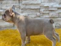 Lilac french bulldog yavru