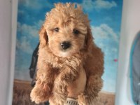 Birbirinden sevimli Maltipoo yavrular