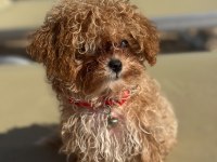 Toy poodle maltipoo yavrular