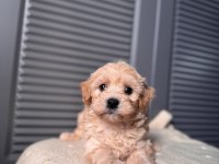 Bebek surat Maltipoo yavrularım