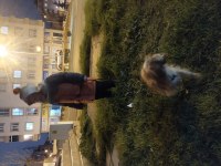 4 aylık terrier