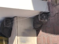 Erkek ve Dişi Kedilerimize Yeni Yuva Aramaktayız
