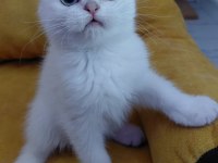 Scottish fold yavrular