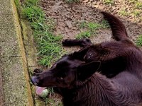 Köpeğimize eşleme dişi aday arıyoruz