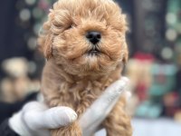 Maltipoo Bebekler
