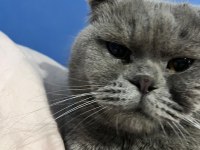 Erkek 1.5 yaşında kısırlaştırılmamış scottish fold