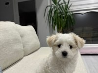 Köpeğimiz için görüşülür