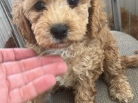 Maltipoo yavrular