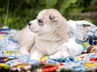 Husky yavruları