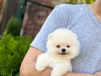 Üst kalite Pomeranian Boo