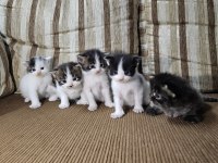Dev kedi Koca pati Maine coon kediler yuvalarını arıyor