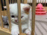 Maviş gözlü british shorthair kızlarım