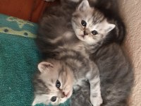 BRİTİSH SHORTHAİR 4 YAVRU 3 YETİŞKİN