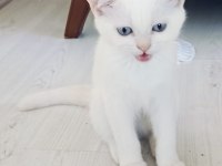 Güzel british shorthair kediler rezerveye açık