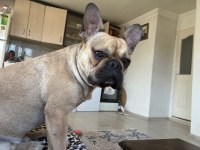 Erkek French Bulldog Karnesi Yoktur