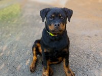 4 aylık dişi rottweiler
