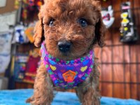 En akıllı apartman köpeği secereli toy poodle