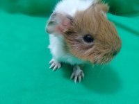Peruvan stlie özel ırk ginepig