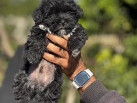 Morkie yavrular