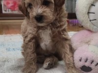 Erkek maltipoo