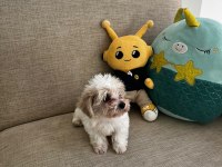 Kore maltese