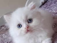 İran kedisi bebişlerim