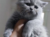 British shorthair ve scottish fold yavrularımız