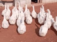Beyaz Pekin Ördeği