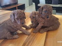 POODLE BEBEKLERİMİZ DİŞİ ERKEK