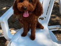 Erkek Poodle 1 Yaşında Erkek